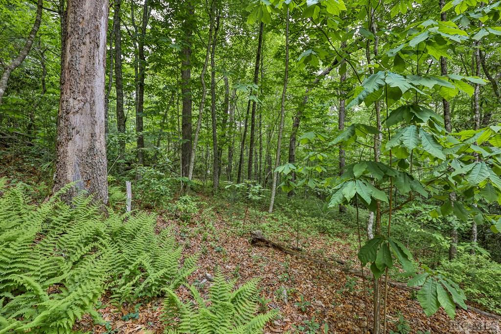 0 Wild River Road Cashiers, NC 28717 - Photo 3 of 13 Gallery Image 3