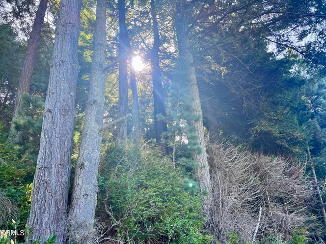 a view of a forest with lots of trees
