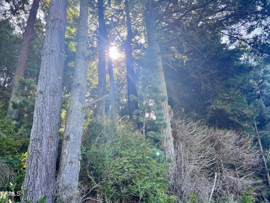 a view of a forest with lots of trees