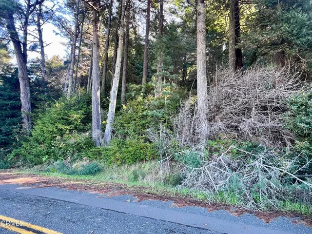 a view of a yard with plants and large trees