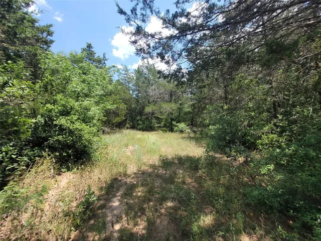 a view of a tree in a park