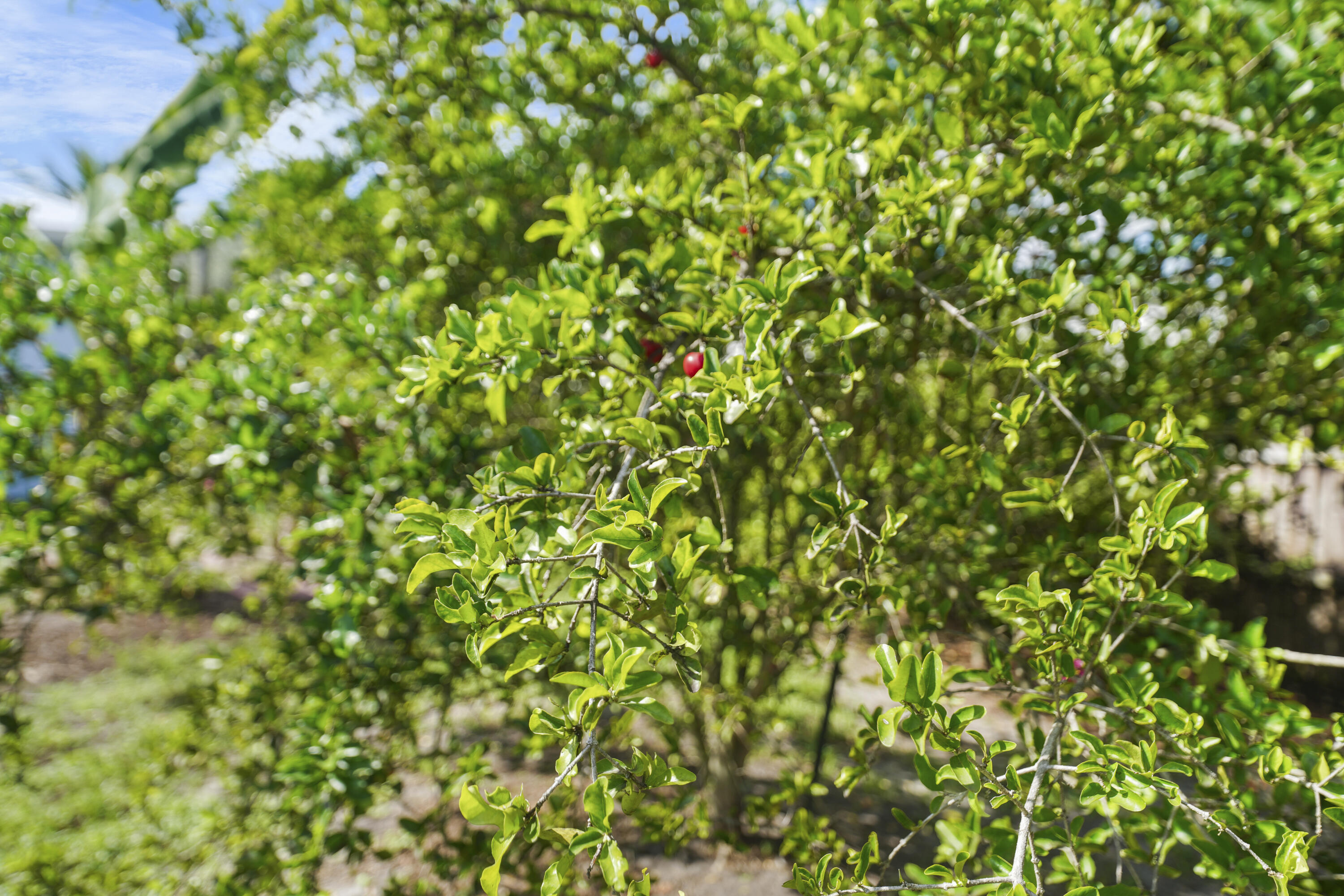 3199 Southeast Lime Tree Trail Stuart, FL 34997 - Photo 31 of 34 a view of a tree