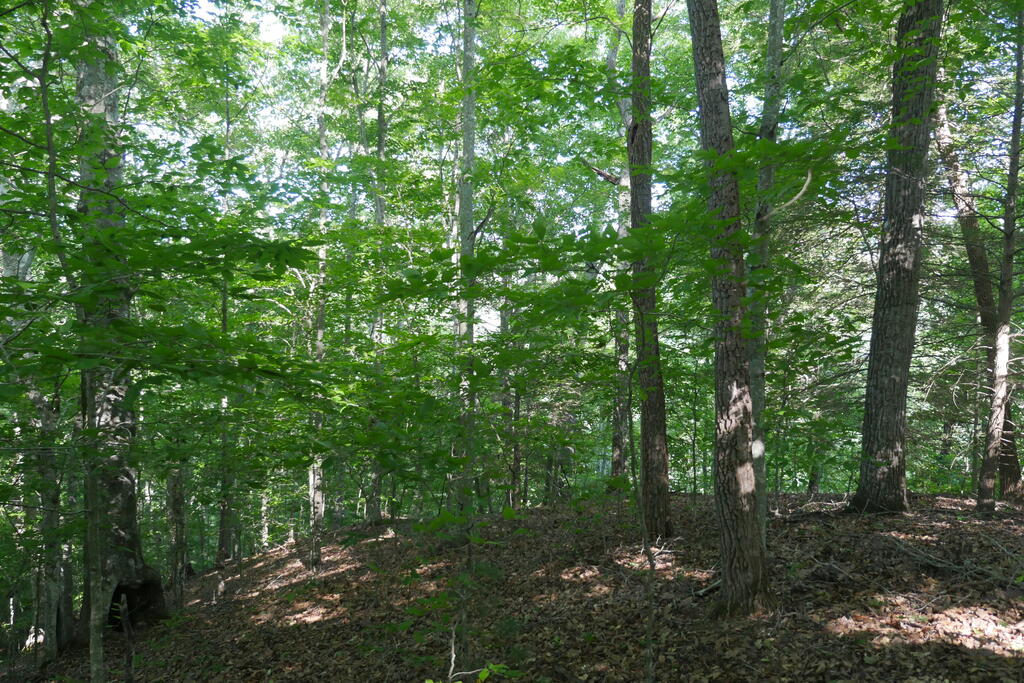 4163 Lick Creek Road Birchleaf, VA 24220 - Photo 48 of 86 Gallery Image 48