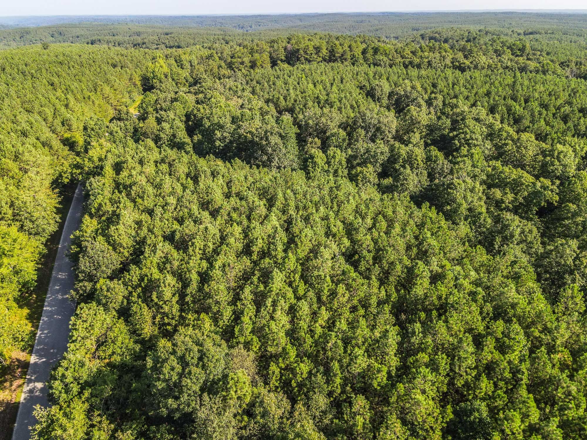 a view of a lush green forest with a lake