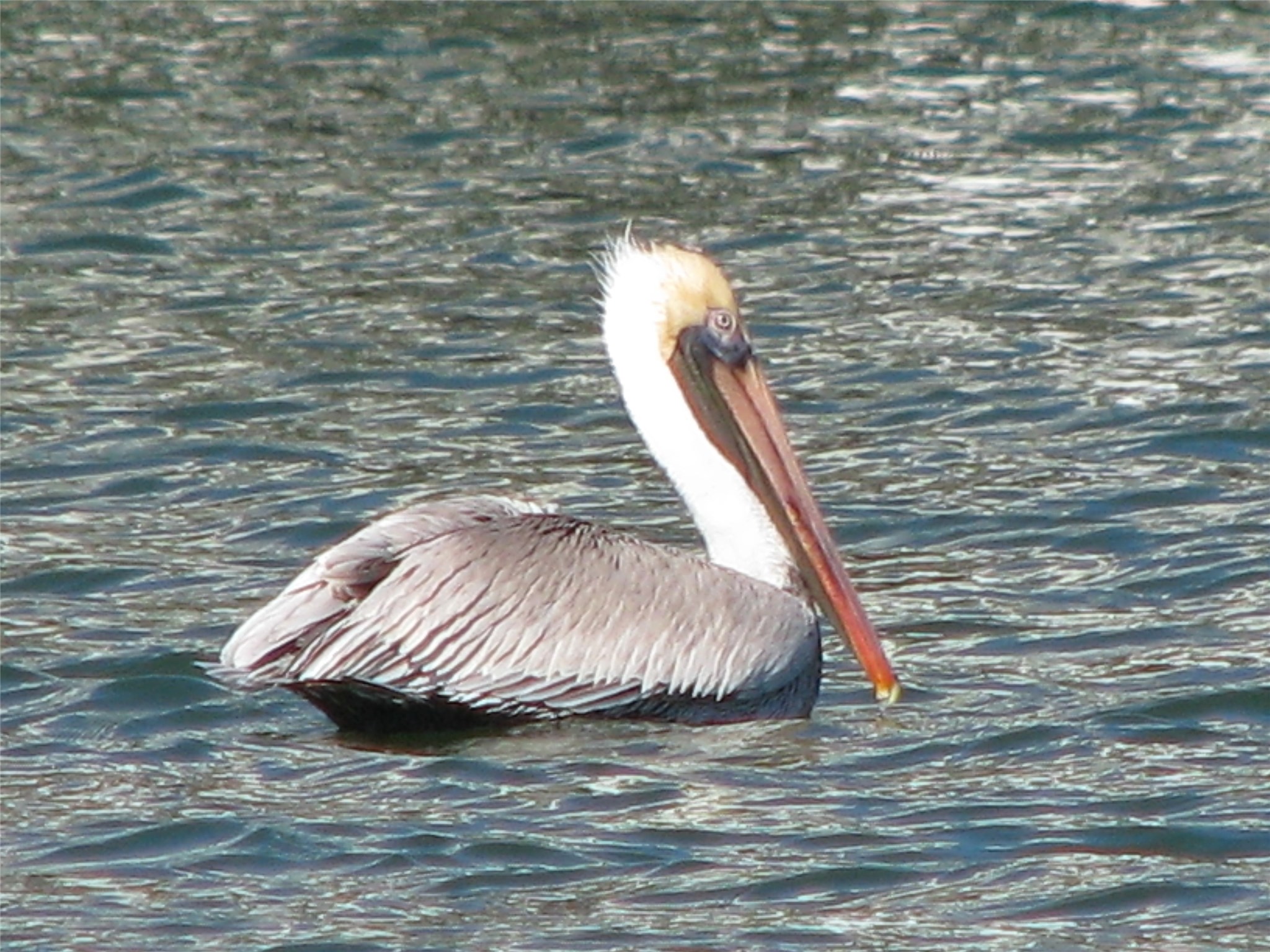 2 Little Torch Hitchcock, TX 77563 - Photo 47 of 49 a view of a lake