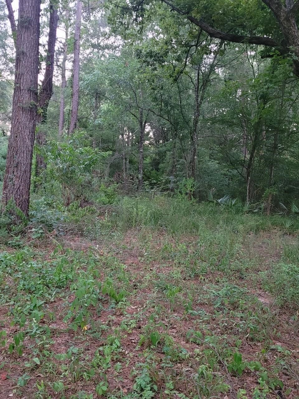 15778 Hayden Road Conroe, TX 77306 - Photo 8 of 8 Gallery Image 8