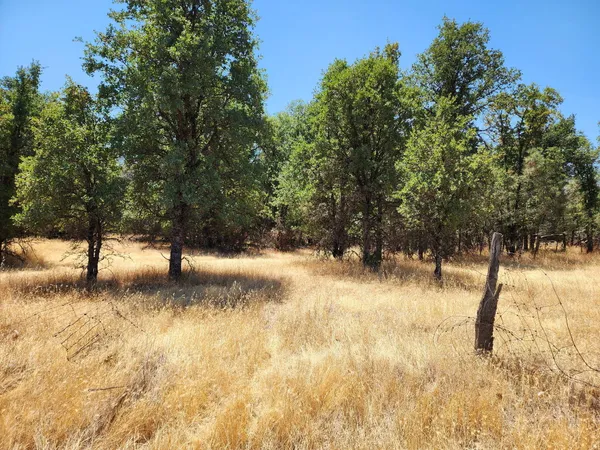 a view of yard covered with trees