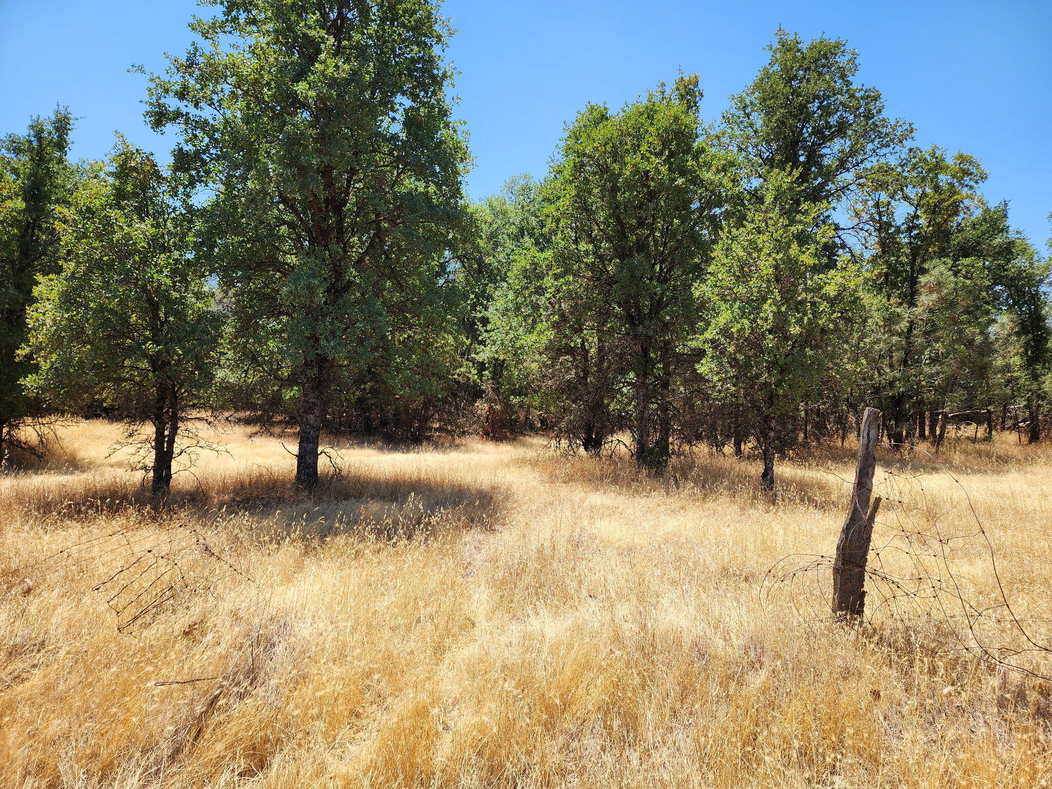 a view of yard covered with trees