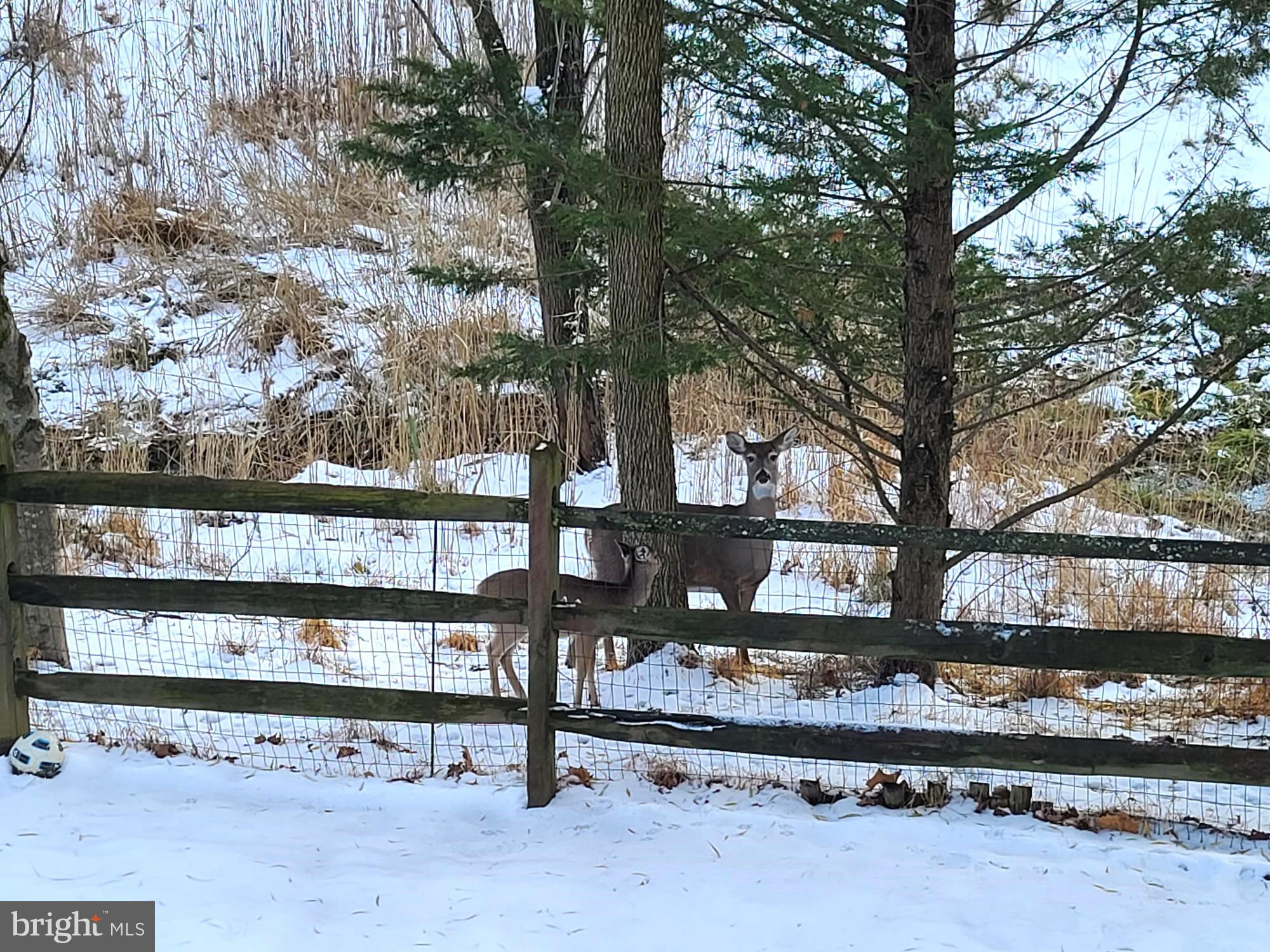 1905 Windys Run Road Catonsville, MD 21228 - Photo 46 of 51 Back Yard Winter Wildlife!