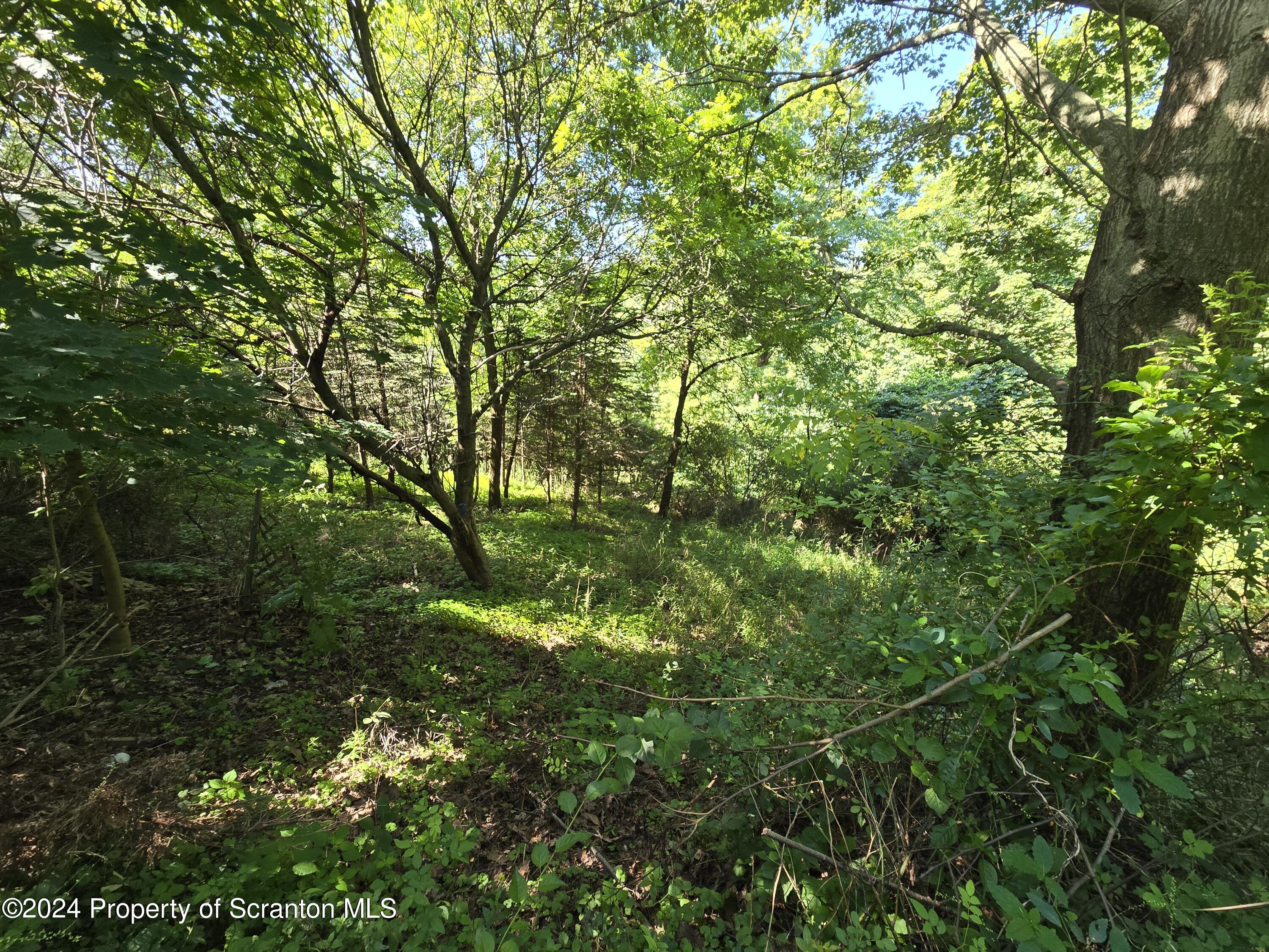 217 Fuller Road Dalton, PA 18414 - Photo 8 of 22 Yard