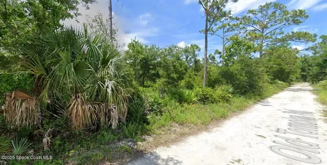 a view of a yard with plants and large trees