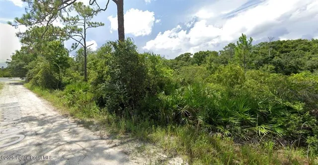 a view of a garden with plants and large trees