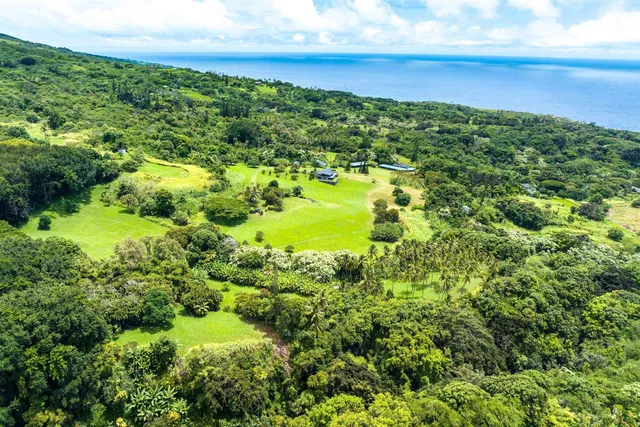 a view of a bunch of trees and bushes