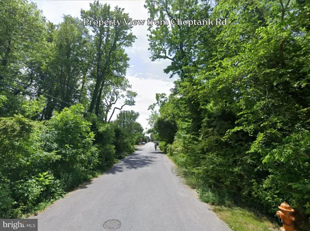 a view of a forest from a forest