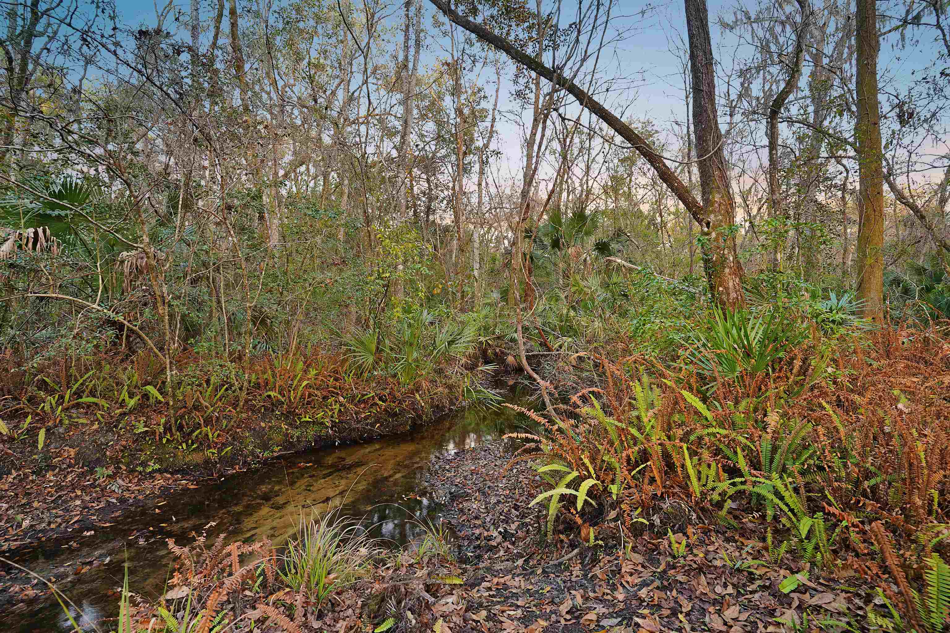 3020 Mac Road St. Augustine, FL 32086 - Photo 47 of 49 View of local wilderness