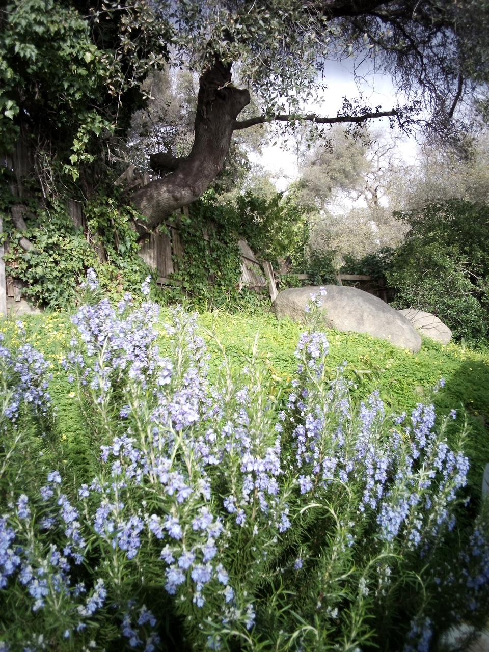 4800 Auburn Folsom Road, Unit 29 Loomis, CA 95650 - Photo 3 of 19 a view of a yard with a tree