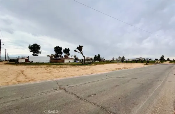 a view of tall trees with a yard