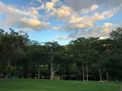a view of a trees with a big yard