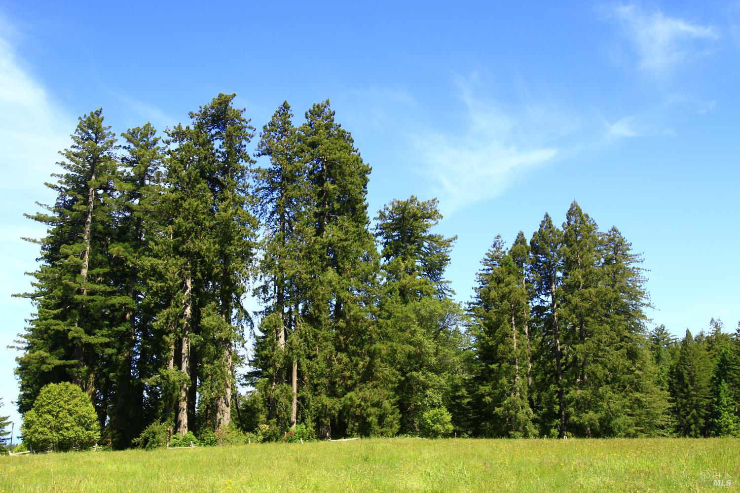 31010 Stewarts Point-skaggs Springs Road Annapolis, CA 95412 - Photo 11 of 78