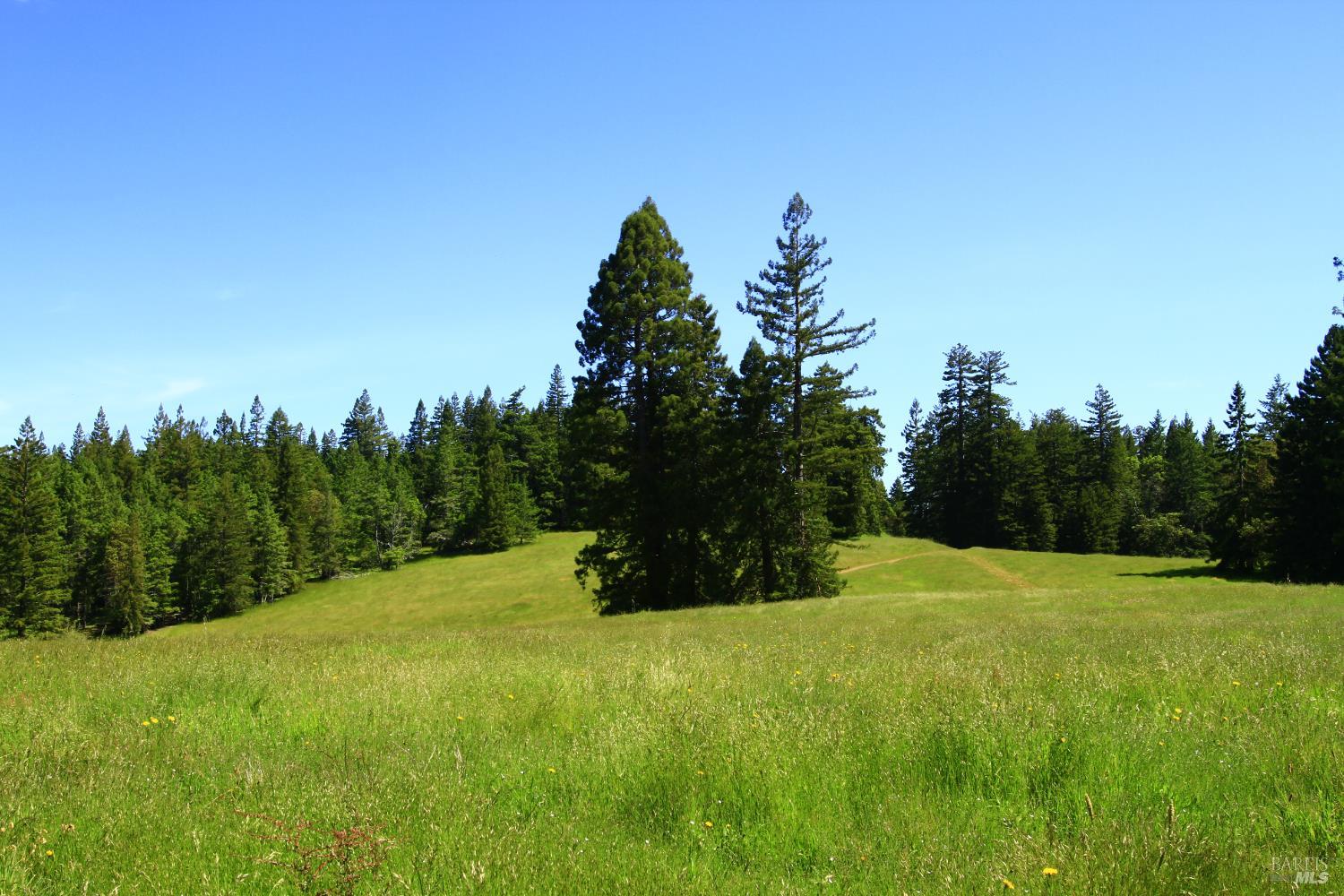 31010 Stewarts Point-skaggs Springs Road Annapolis, CA 95412 - Photo 12 of 78 a view of a field with a tree in the background