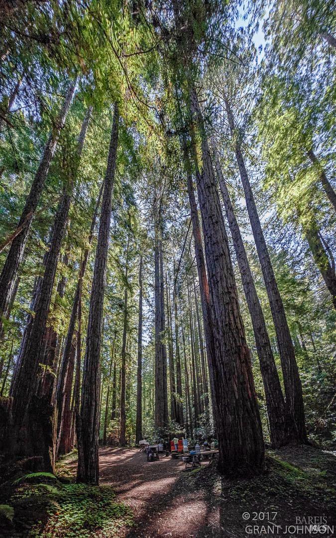 31010 Stewarts Point-skaggs Springs Road Annapolis, CA 95412 - Photo 15 of 78 a view of a backyard with trees