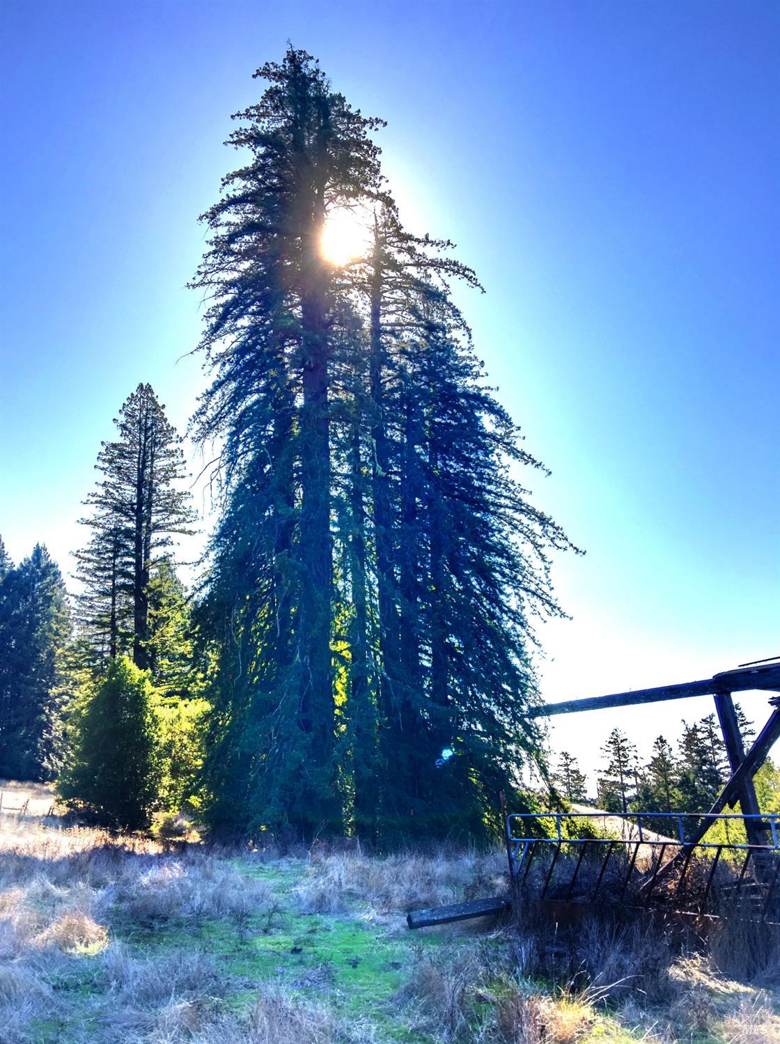 31010 Stewarts Point-skaggs Springs Road Annapolis, CA 95412 - Photo 45 of 78 a view of a tree in a yard