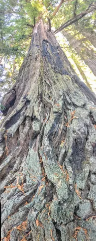 a view of a tree with a yard