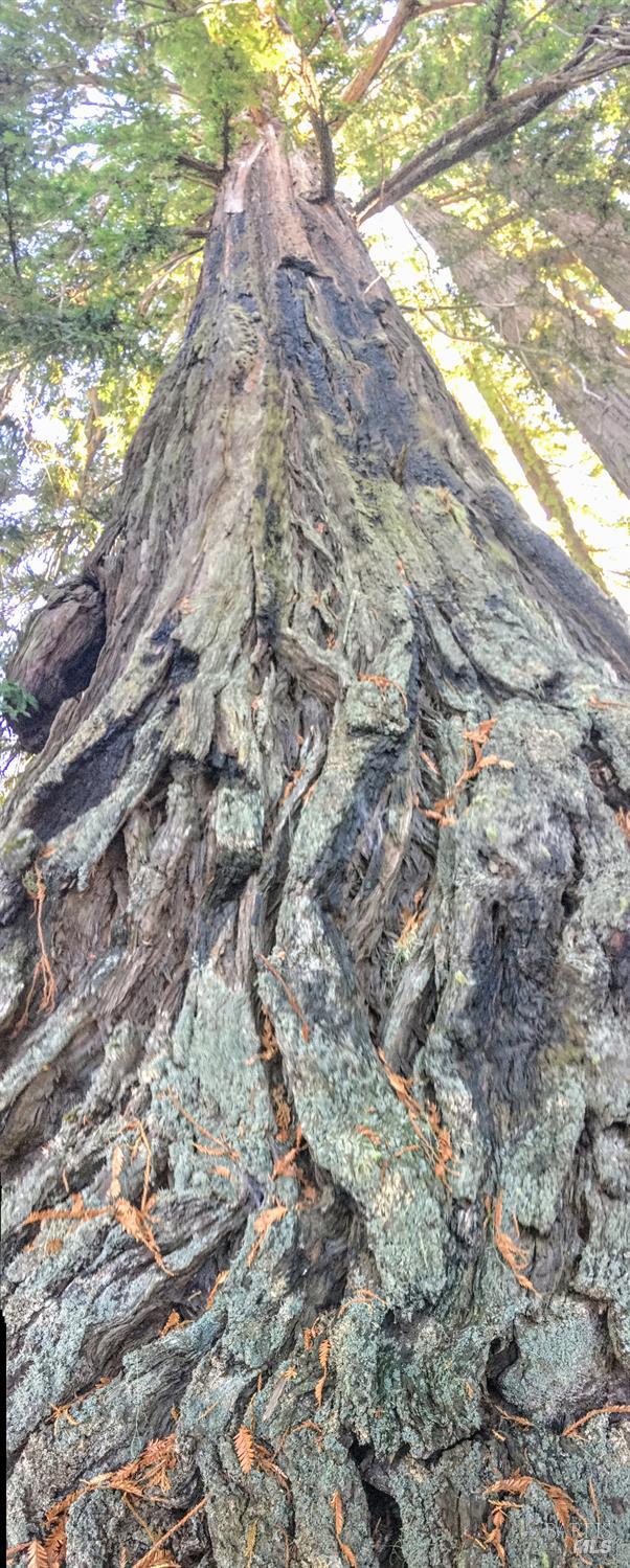 31010 Stewarts Point-skaggs Springs Road Annapolis, CA 95412 - Photo 46 of 78 a view of a yard with a tree