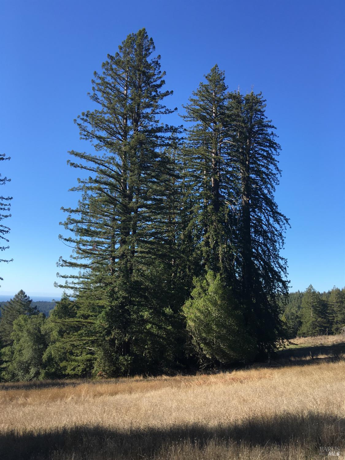 31010 Stewarts Point-skaggs Springs Road Annapolis, CA 95412 - Photo 47 of 78 a view of outdoor space and yard