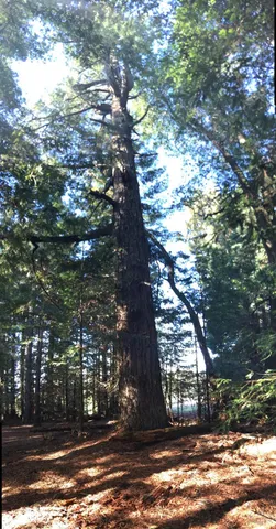 a view of a dry yard with a building in the background