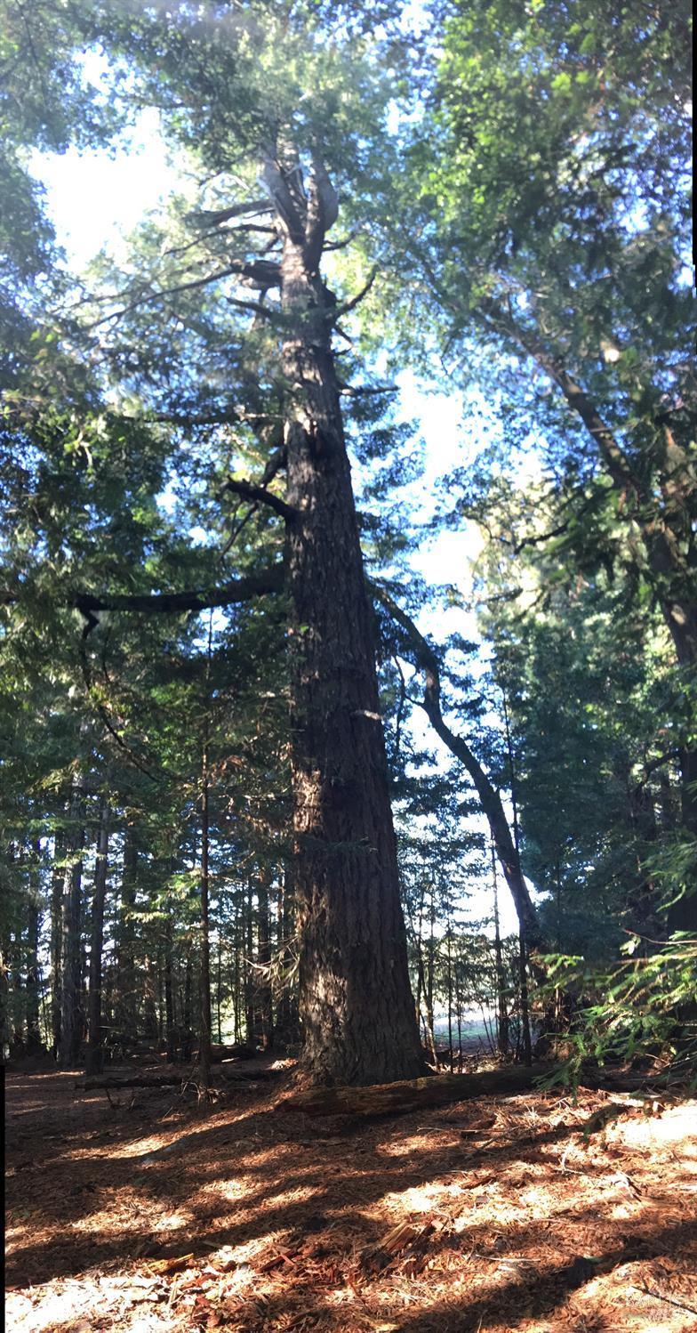 31010 Stewarts Point-skaggs Springs Road Annapolis, CA 95412 - Photo 48 of 78 a view of a yard with large trees