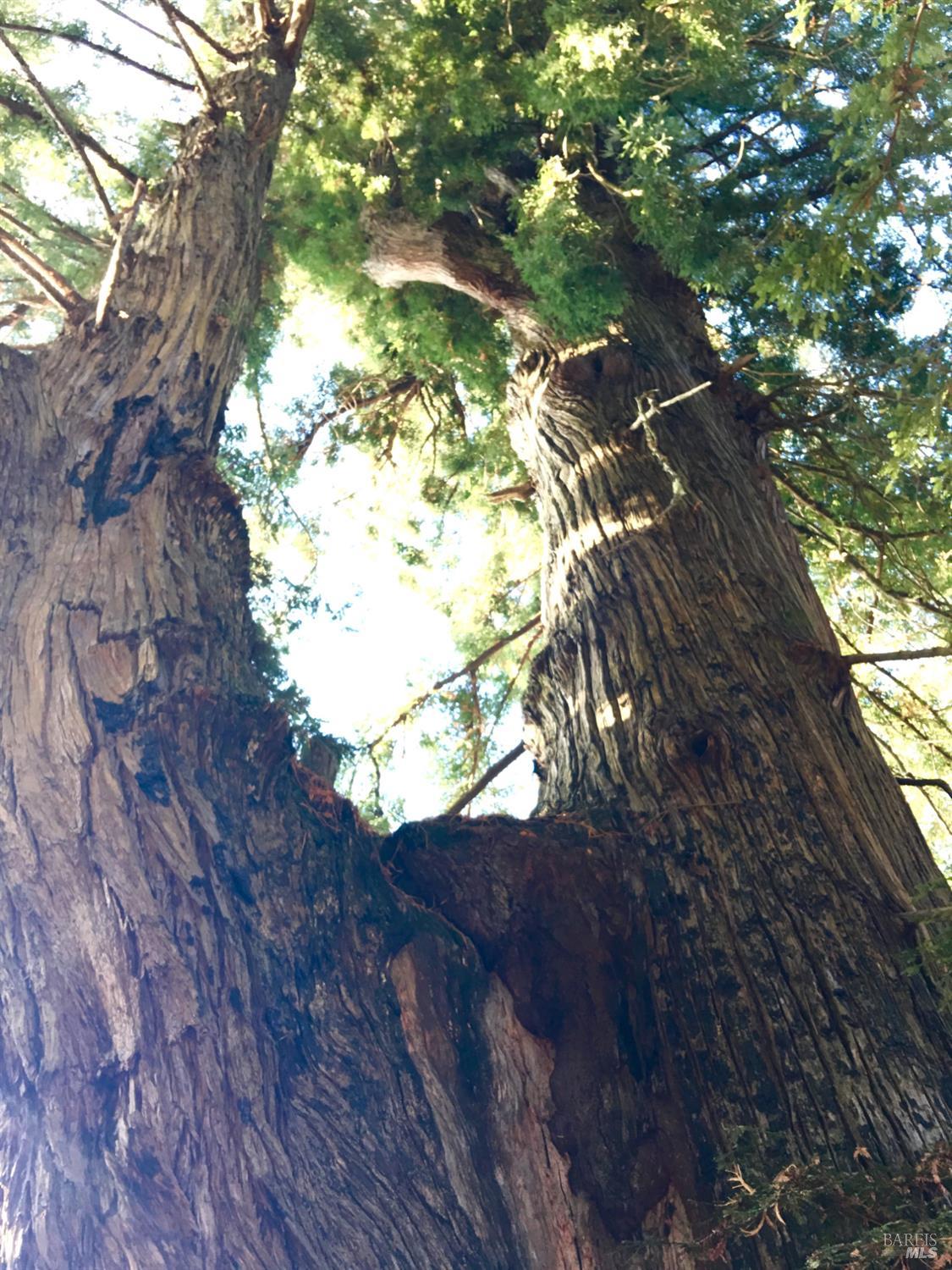 31010 Stewarts Point-skaggs Springs Road Annapolis, CA 95412 - Photo 49 of 78 a view of a tree in a yard