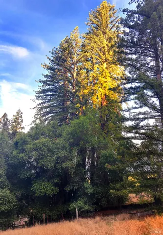 $10,000,000 | 31010 Stewarts Point-skaggs Springs Road, Annapolis, CA 95412