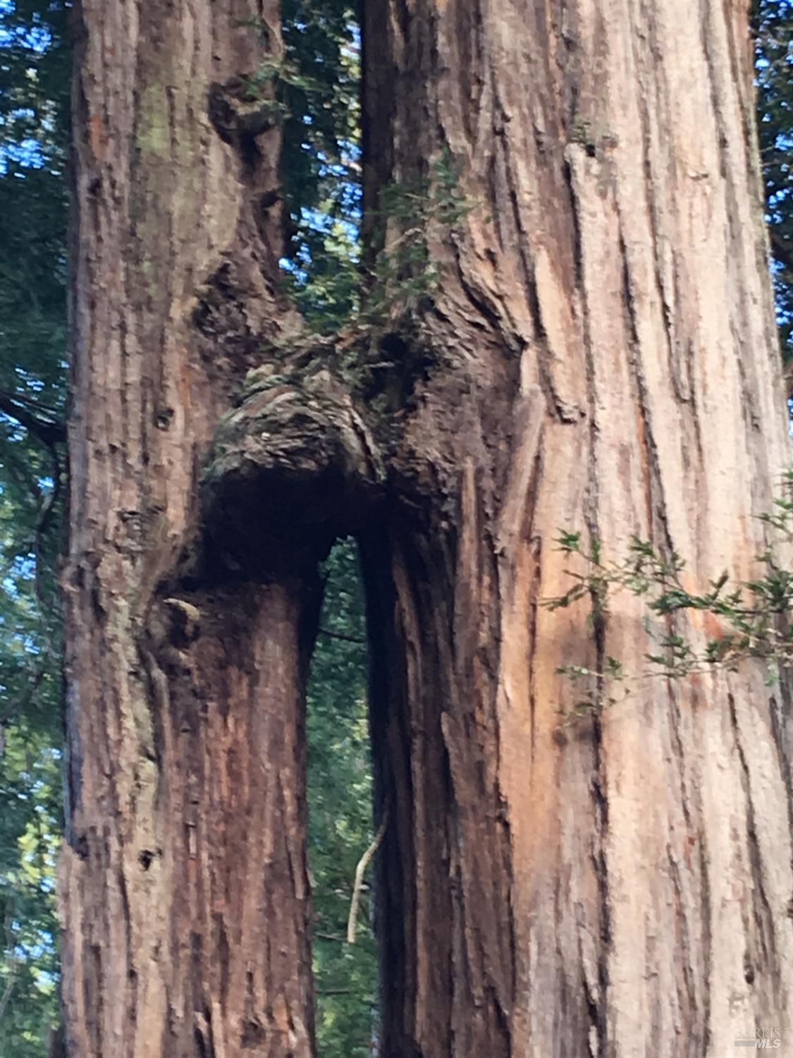 31010 Stewarts Point-skaggs Springs Road Annapolis, CA 95412 - Photo 62 of 78