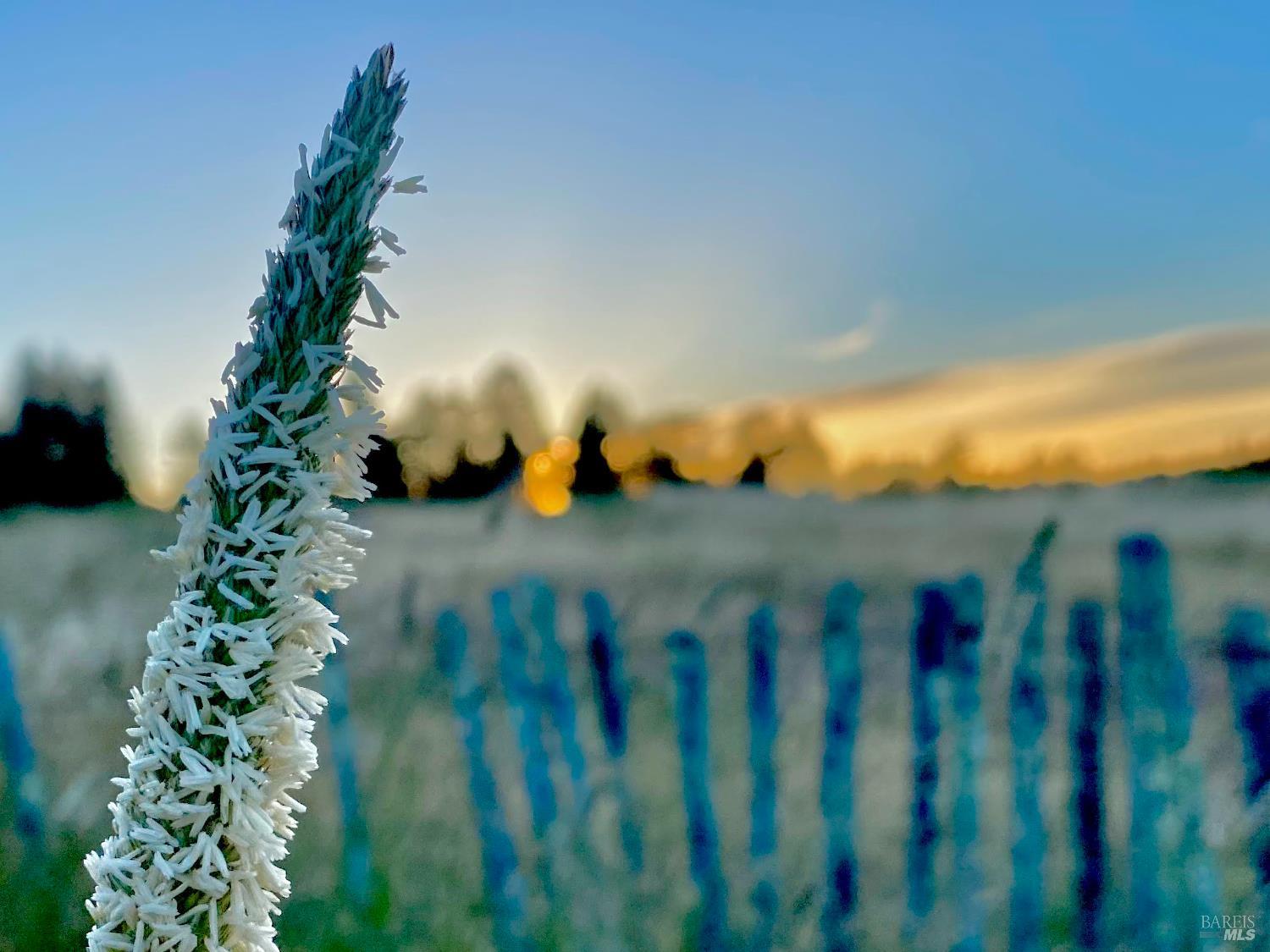 31010 Stewarts Point-skaggs Springs Road Annapolis, CA 95412 - Photo 64 of 78 a view of a yard of a house