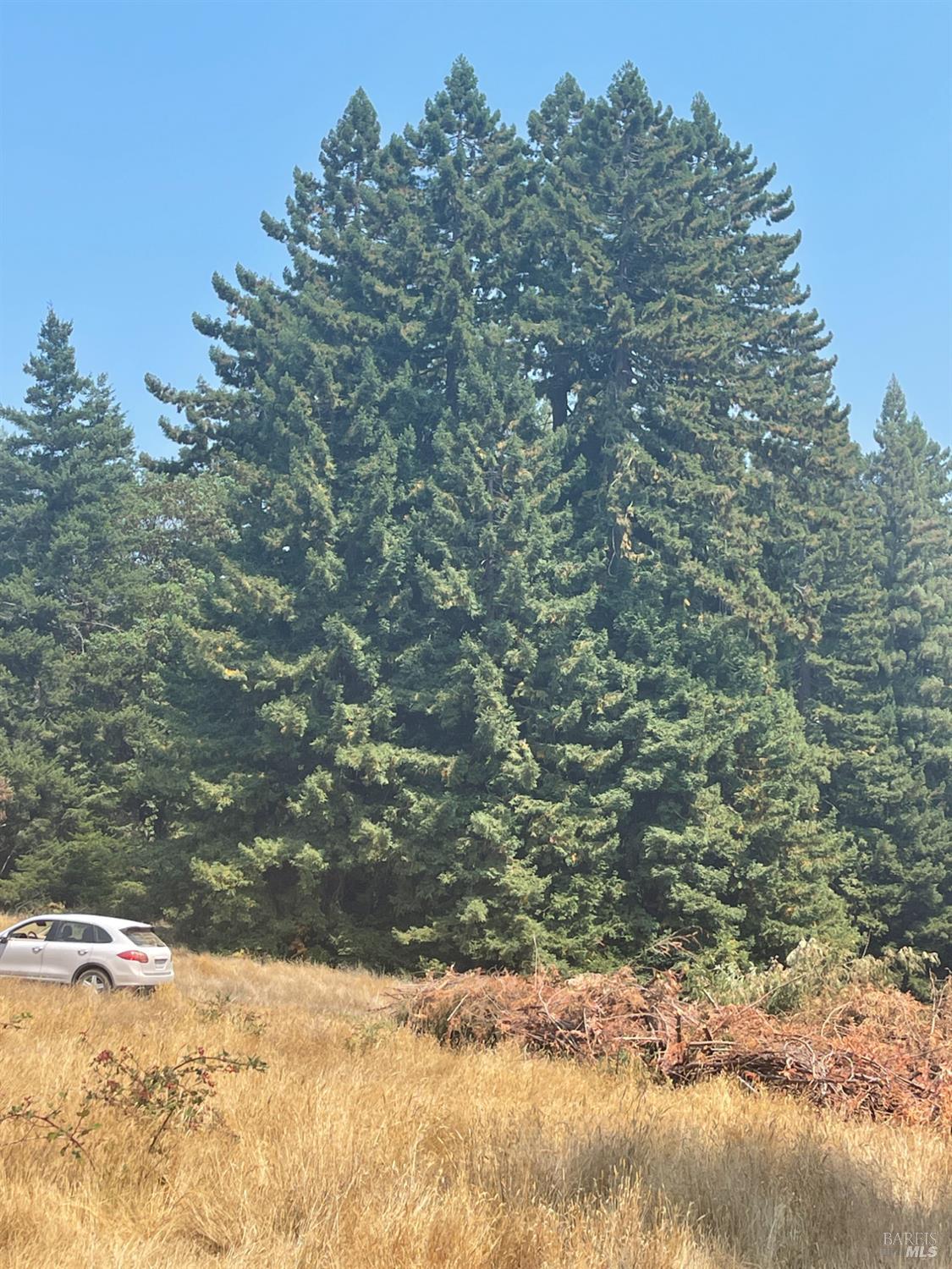 31010 Stewarts Point-skaggs Springs Road Annapolis, CA 95412 - Photo 71 of 78 a view of a yard with trees