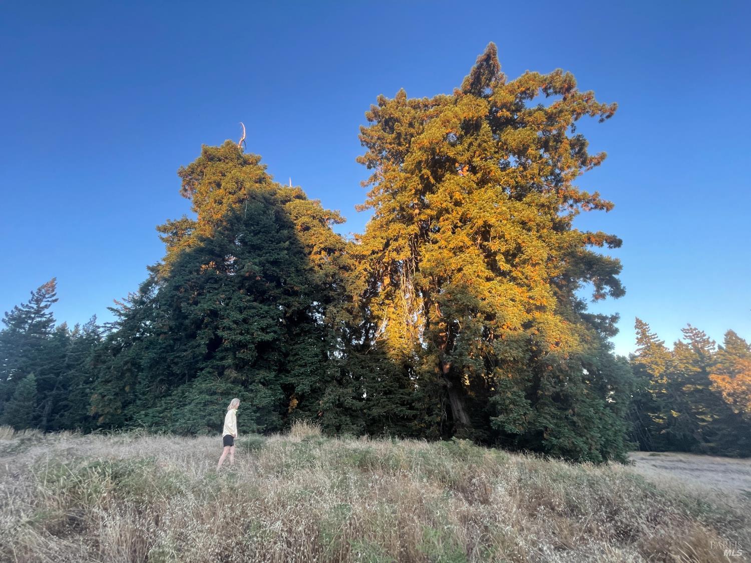 31010 Stewarts Point-skaggs Springs Road Annapolis, CA 95412 - Photo 72 of 78 a view of a tree with a yard