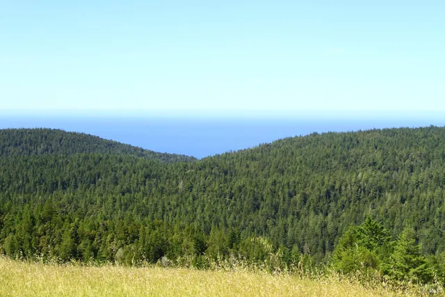 a view of a backyard with trees