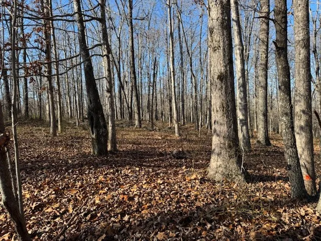 a view of a backyard with pathway