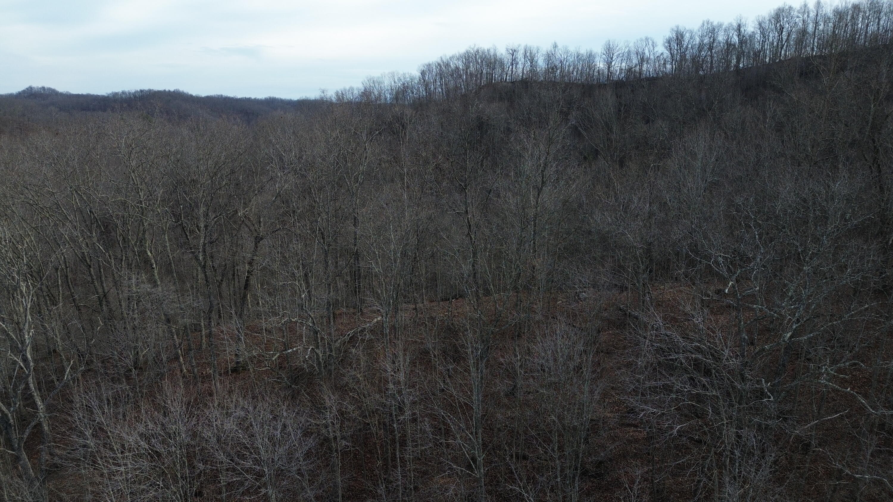237 A Meat Scaffold Road Jackson, KY 41339 - Photo 16 of 44 Trees