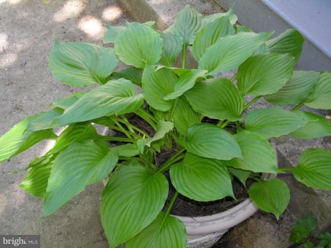 5007 Morello Road Baltimore, MD 21214 - Photo 15 of 28 a close up of a plant with a plant