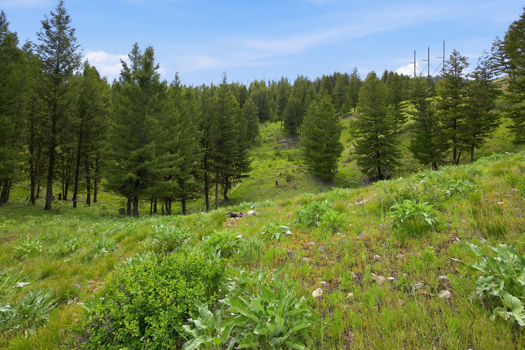 3 Big Waters Ranch Road Seeley Lake, MT 59868 - Photo 36 of 49 Gallery Image 36