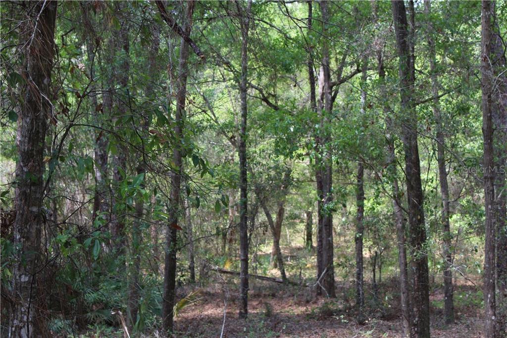 44 St Road Eustis, FL 32736 - Photo 1 of 1 Gallery Image 1