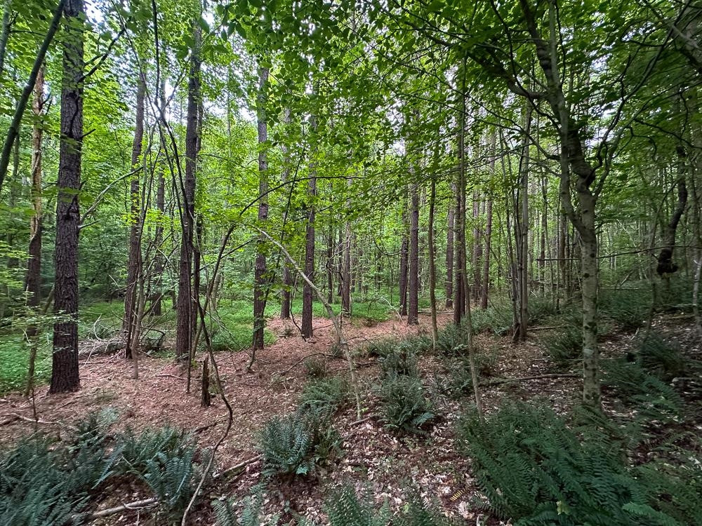 0 Mill Creek Road Roxboro, NC 27574 - Photo 34 of 54 Photo 34