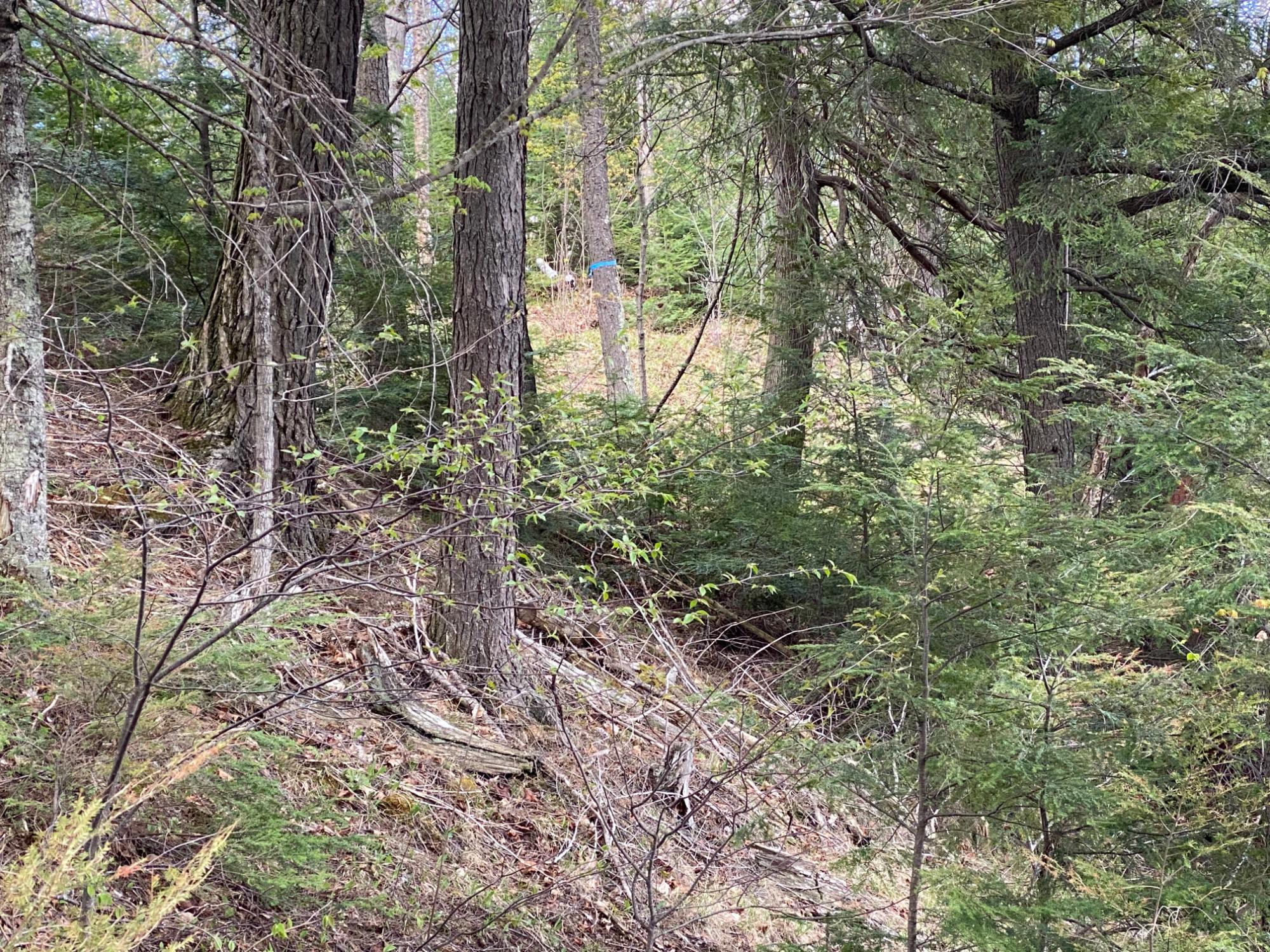 Lot #1 Channel Road Watersmeet, MI 49969 - Photo 10 of 21 Gallery Image 10