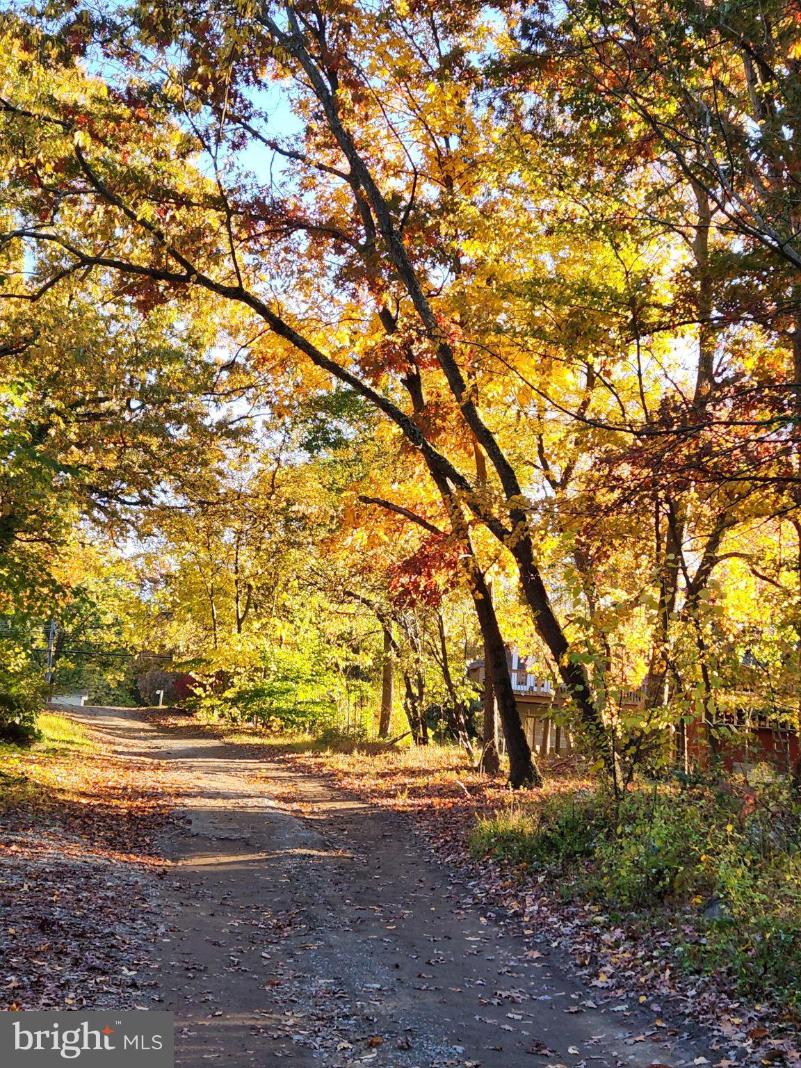 586 Zeitler Road Elkton, MD 21921 - Photo 48 of 55 Autumn path through vibrant foliage.