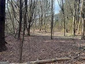 a view of a forest filled with trees