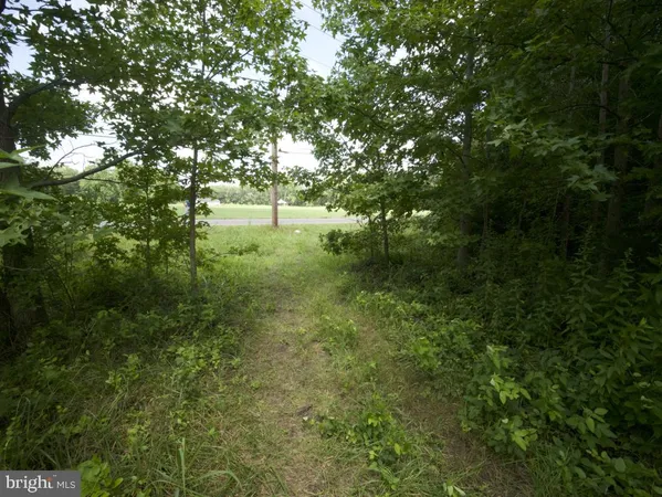 a view of a lush green forest