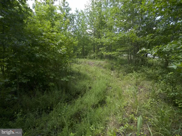 a view of a lush green forest
