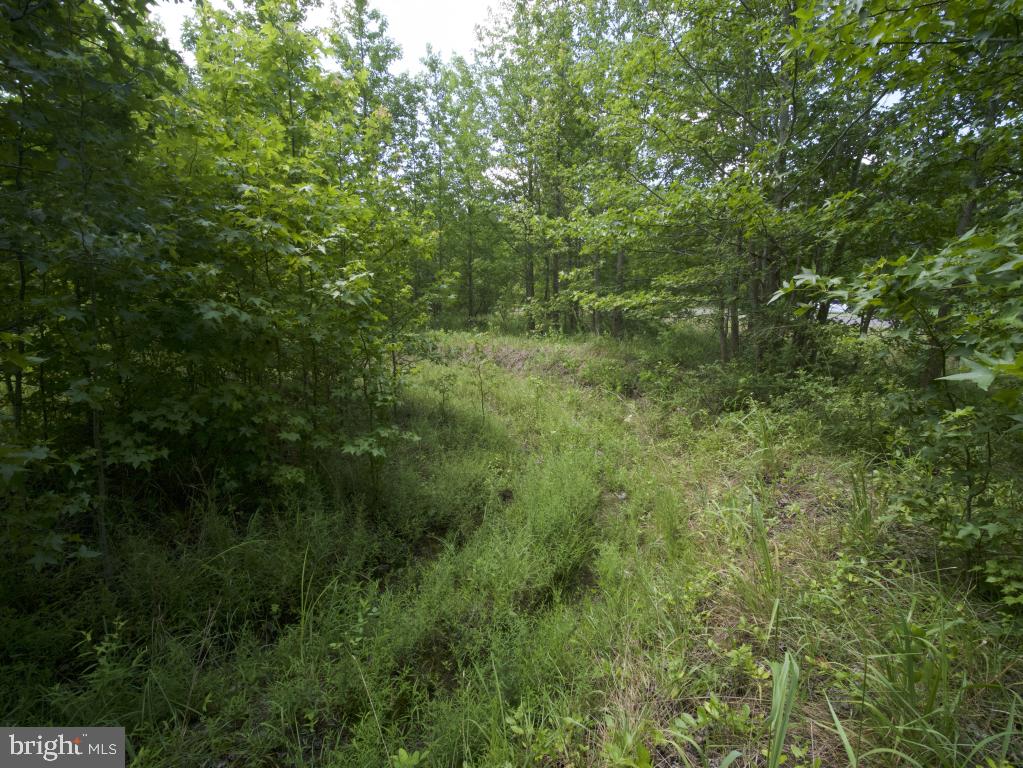 755 Buck Road Monroeville, NJ 08343 - Photo 16 of 20 a view of a lush green forest